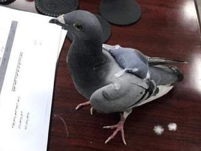 В Кувейте поймали голубя с мешком наркотиков (ФОТО)