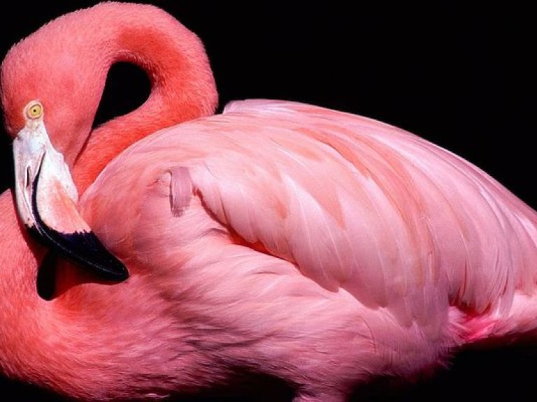 Фламинго могут стоять на одной ноге бесконечно долго &#8212; ученые