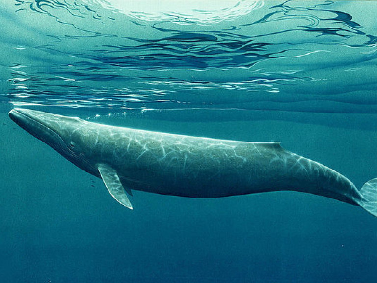 Ученые назвали причину появления гигантских морских животных