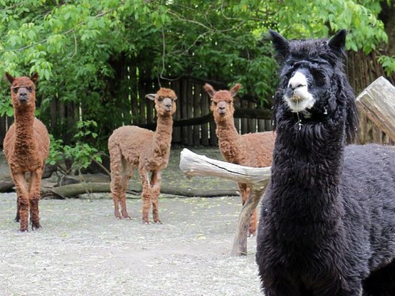 Киевский зоопарк пополнился тремя ламами (ФОТО)