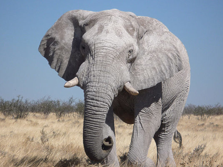 В Африке рой пчел заставил группу слонов спасаться бегством (ВИДЕО)