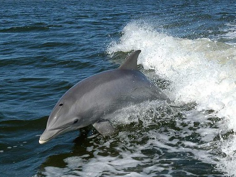 На морском побережье Одесской области нашли несколько десятков мертвых дельфинов (ФОТО)