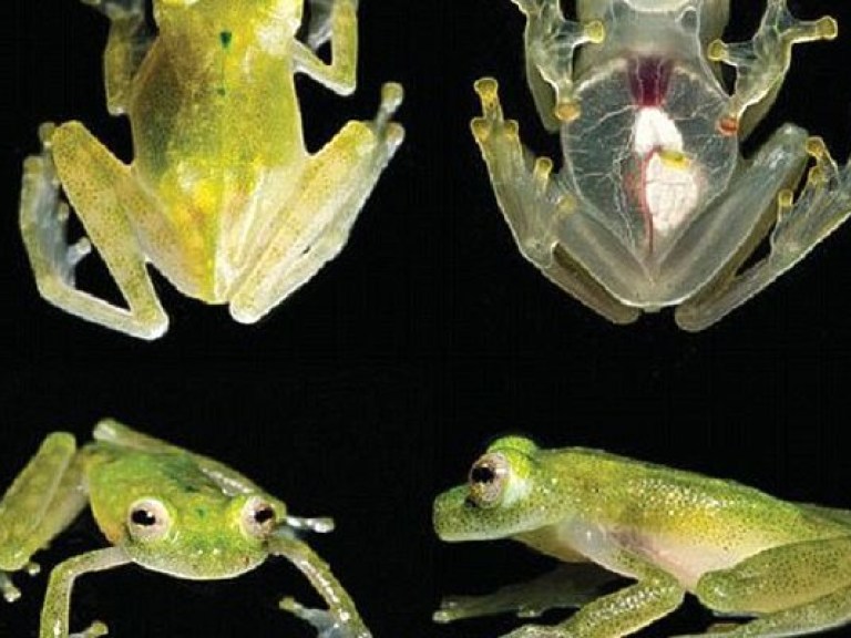 В Эквадоре обнаружили прозрачную лягушку, у которой через кожу видно сердце (ФОТО)