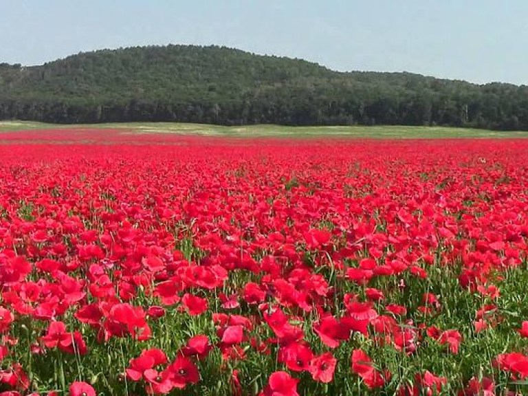 На Закарпатье маковые поля на грани исчезновения