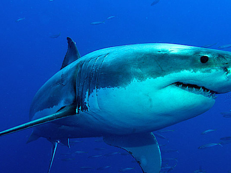 Белая акула запрыгнула в лодку австралийского рыбака и ранила него (ФОТО)