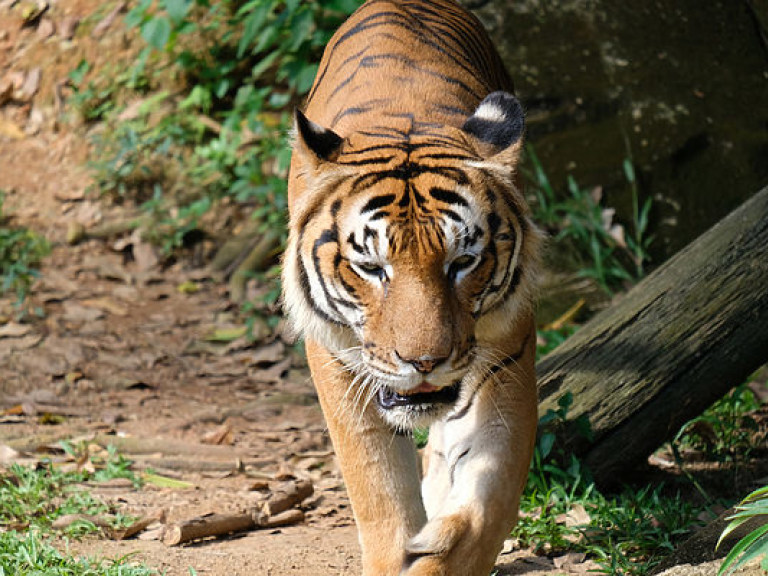 Сотрудница британского зоопарка погибла в результате нападения малазийского тигра (ФОТО)