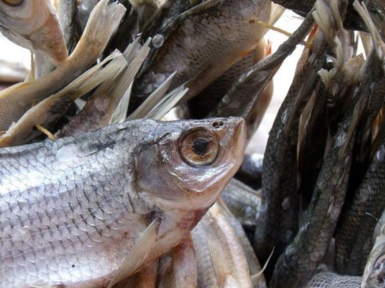 Супермаркеты стали эпицентром распространения незаконно добытой рыбы – эксперт
