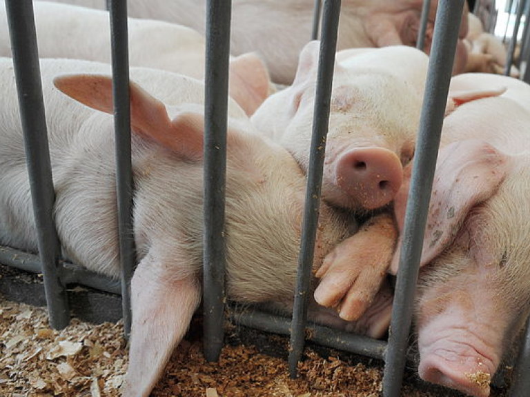 Украина может понести 1,5 миллиарда гривен убытков из-за чумы свиней