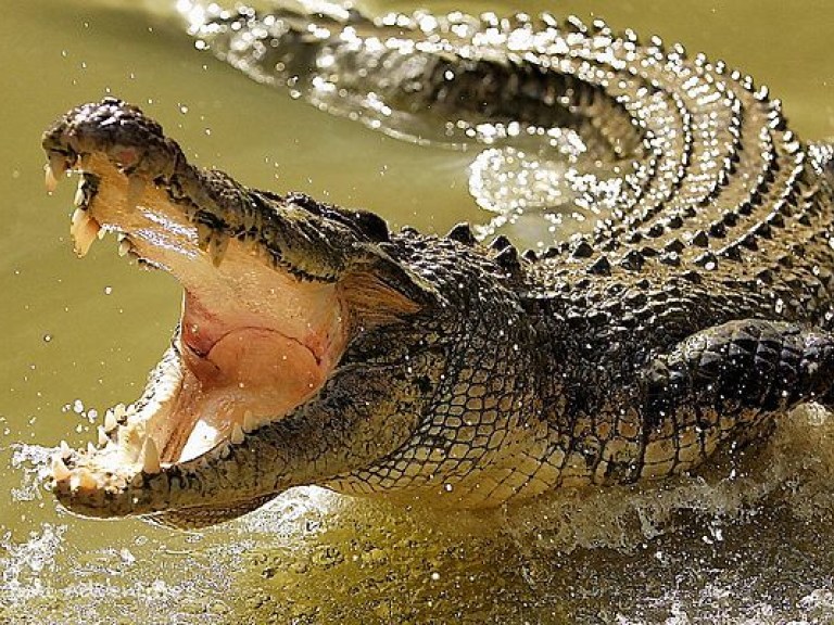 В США аллигатор оккупировал частный бассейн (ФОТО)