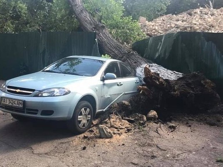 В Киеве дерево раздавило автомобиль (ФОТО)
