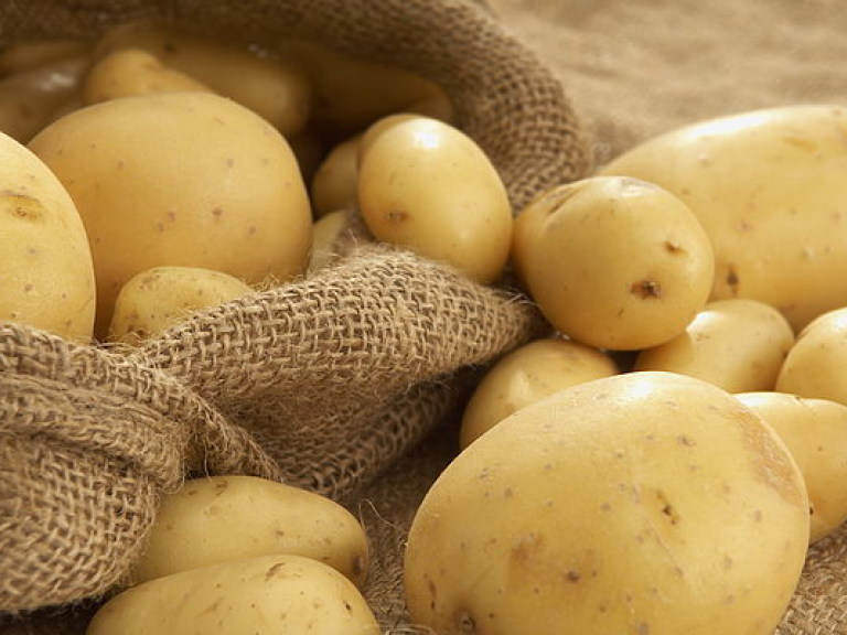 Дача: В июне стоит уделить внимание картофелю и поспешить с повторными посадками