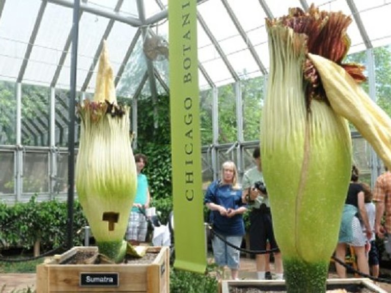 В Чикагском ботаническом саду распустились два «трупных цветка» (ФОТО)