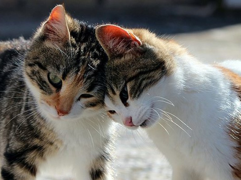 Во Франции более 200 кошек отравили неизвестным ядом