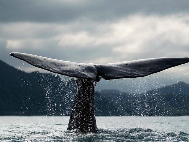 «Синий кит»: в сети появились новые смертельные квесты