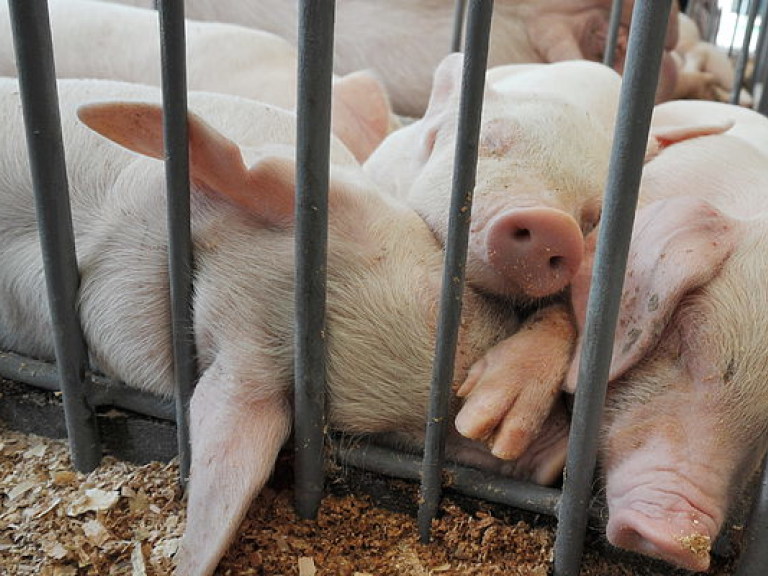 В Украине из-за АЧС будет дефицит свинины – фермер