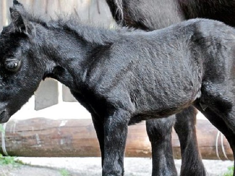 В Киевском зоопарке новорожденному пони дали имя «Майбах» (ФОТО)