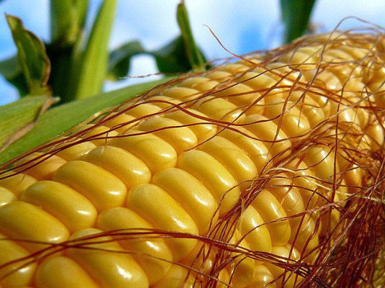 Украина экспортировала кукурузы за пять месяцев почти на 1,9 миллиарда долларов