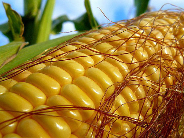 Украина увеличила экспорт масла и кукурузы
