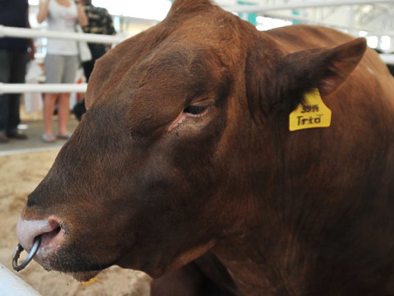 Поголовье рогатого скота в Украине сокращается: некуда девать молоко и дорогую говядину – экономист