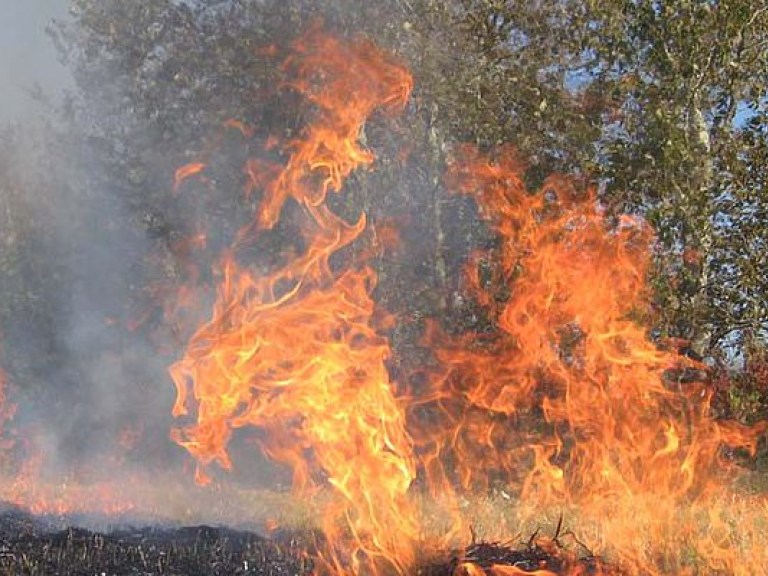На Херсонщине пожар уничтожил более трех гектаров леса