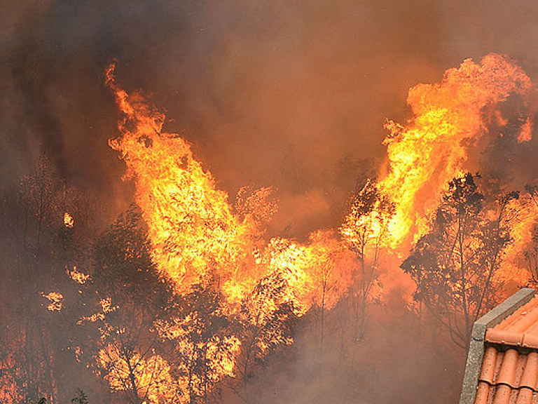 В Португалии бушуют лесные пожары, погибли 57 человек (ФОТО)