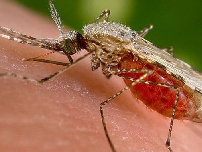 Ученые нашли новые способ избежать укусов комаров