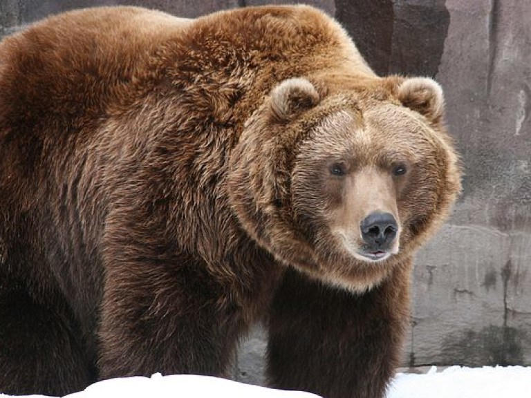На Аляске медведь загрыз 16-летнего участника забега