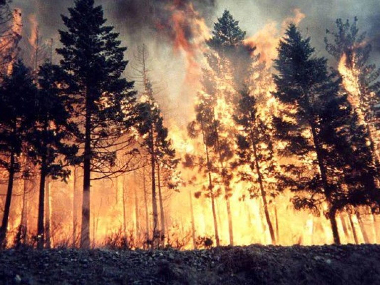 Пожар в Португалии: число пострадавших возросло до 204 человек