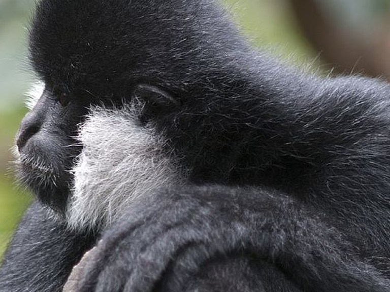 В США засняли побег обезьяны-гиббона из зоопарка (ВИДЕО)
