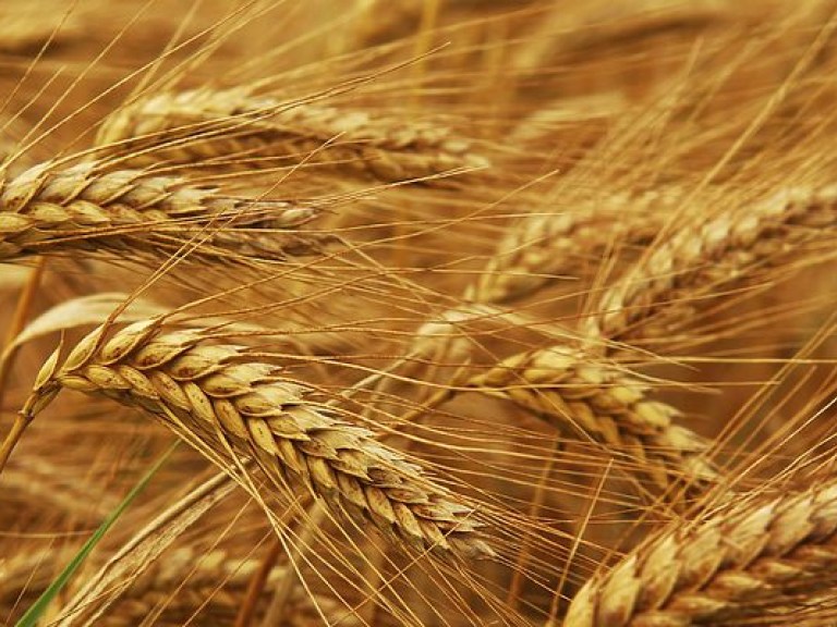 До трети урожая ячменя и пшеницы в Киевской области погибнет из-за непогоды – эксперт