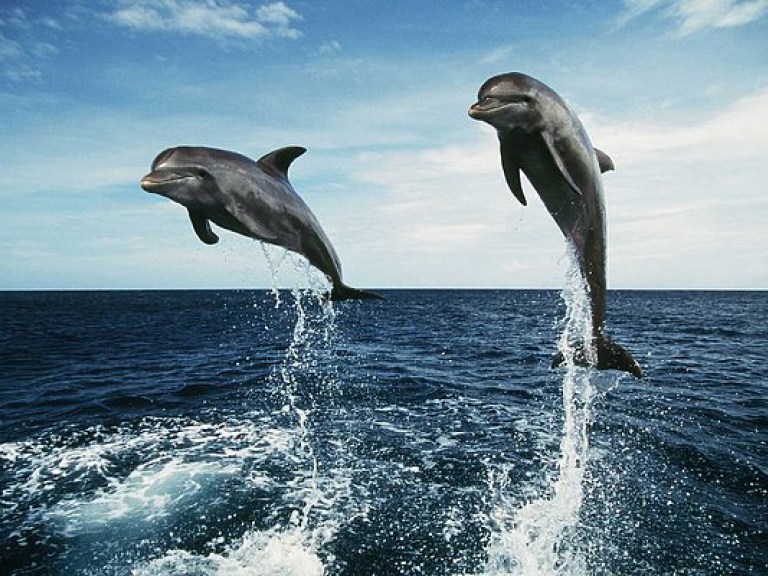 В Одесской области из-за браконьеров погибли дельфины