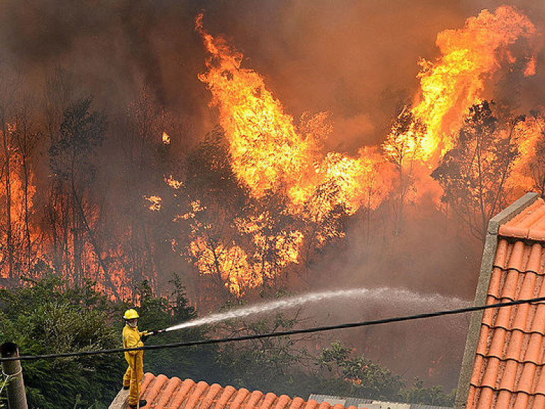 В Португалии назвали вероятную причину масштабных лесных пожаров в стране