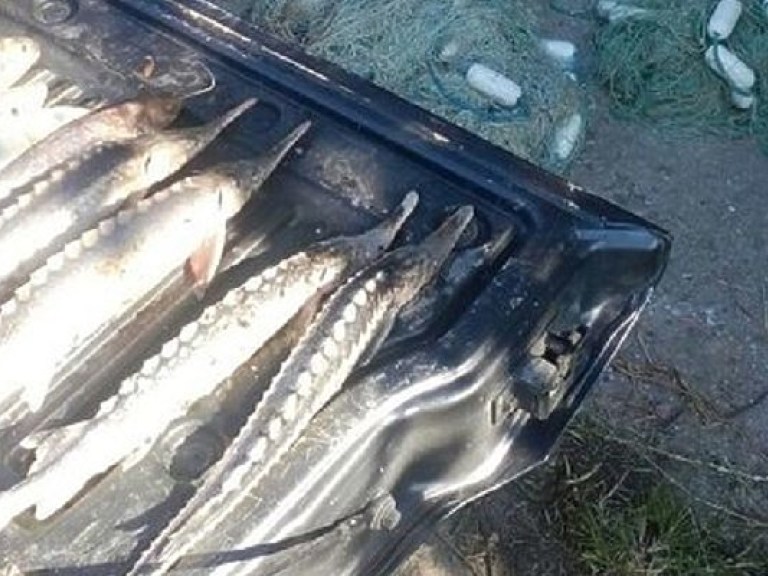 В Одесской области браконьеры выловили редкую рыбу на 200 тысяч гривен (ФОТО)