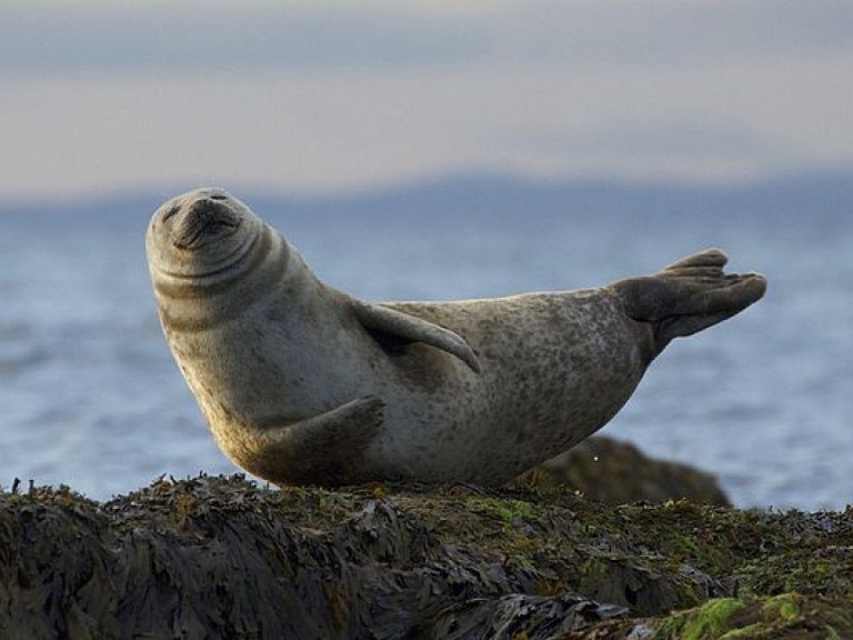 Туристы сняли на мобильный схватку между осьминогом и тюленем (ВИДЕО)