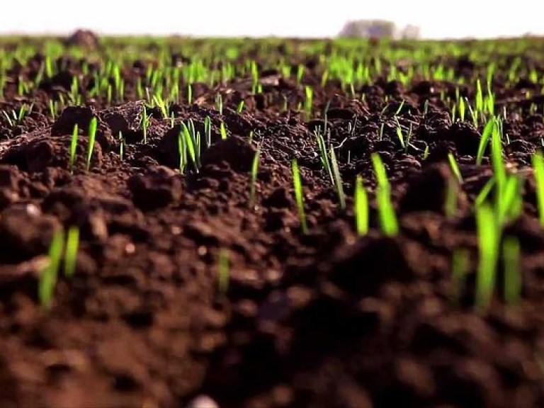 В Украине аграрии вынуждены раньше времени начинать сбор озимого урожая из-за засухи – эксперт