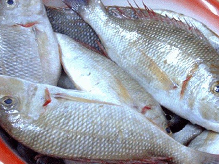В Украину ввозят некачественный рыбный продукт, угрожающий продовольственной безопасности &#8212; эксперт