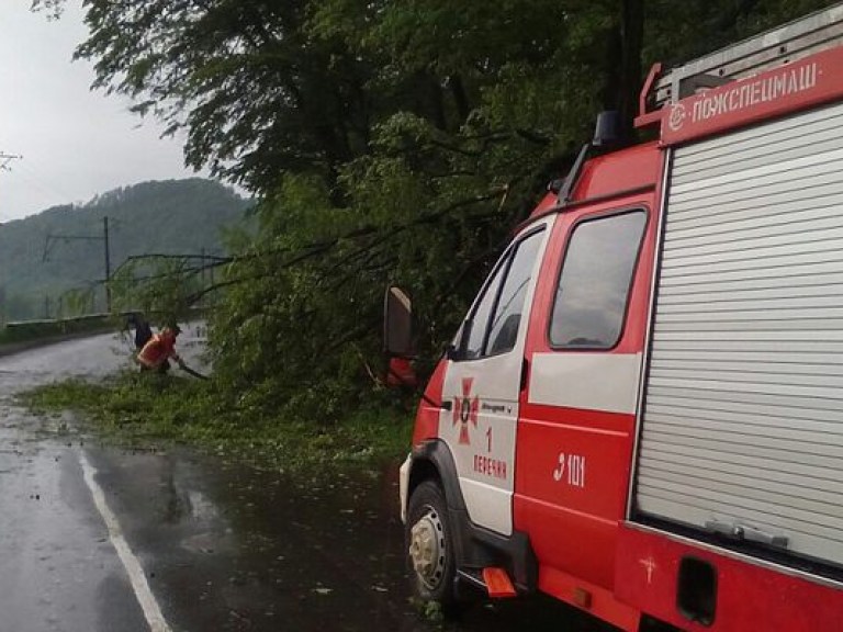 Непогода в Украине: В Черкасской области погибла 18-летняя девушка вследствие падения дерева