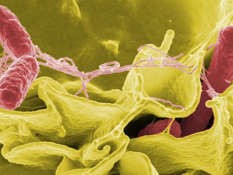 В жару патогенные бактерии в продуктах уничтожит длительная тепловая обработка – эксперт