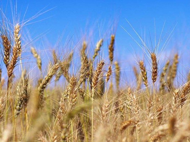 Украина установила новый рекорд по экспорту зерновых