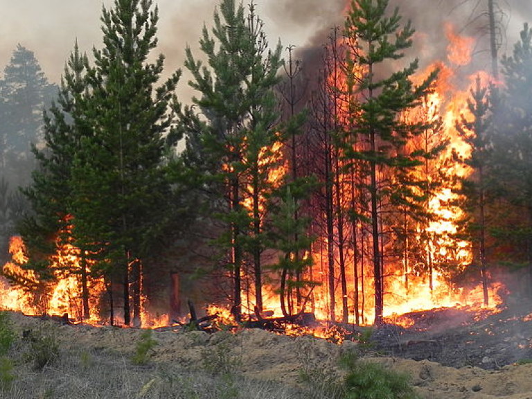 В Киевской области горят торфяники