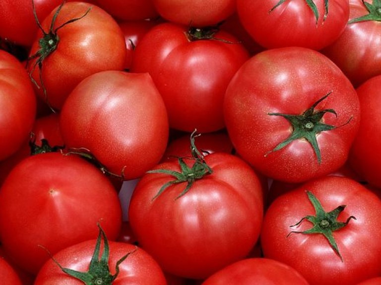 Эксперт раскрыл секрет, как повысить урожайность томатов