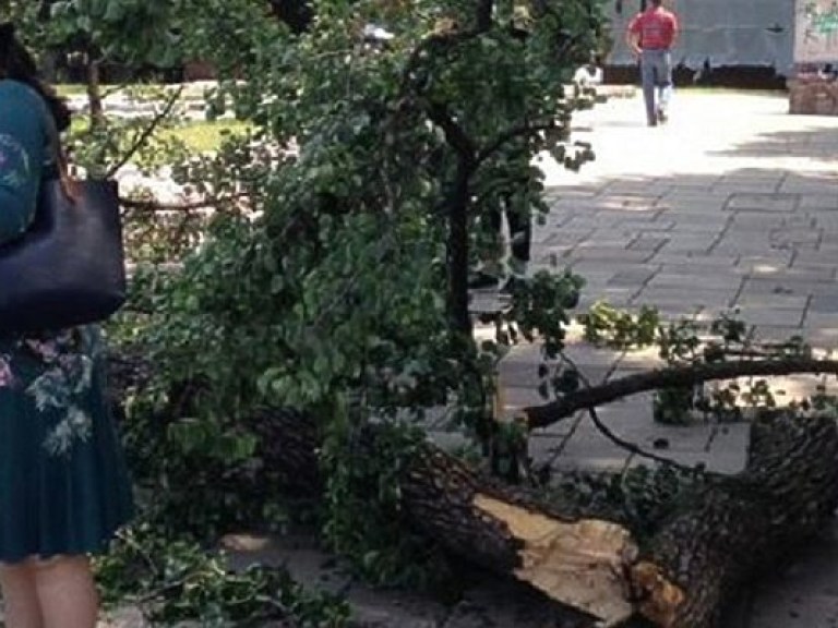 В центре Киева разломалась старая груша и покалечила иностранца (ФОТО)