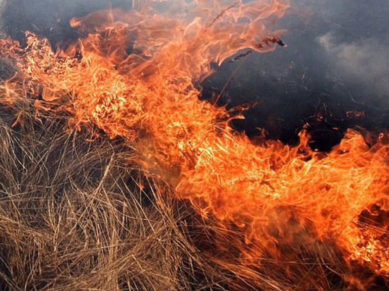 На Херсонщине пожар охватил 20 гектаров леса (ФОТО)