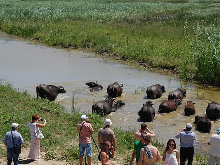В Одесской области открыли уникальный заповедник с водяными буйволами (ФОТО)