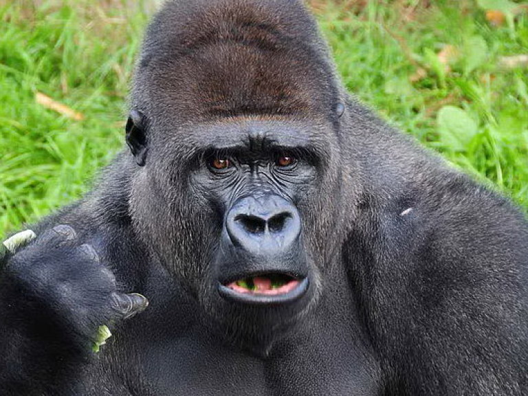 Хит Instagram: Горилла смотрит видео на смартфоне (ФОТО)