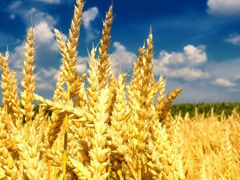 Аграрии намолотили на сегодня 1,27 миллиона тонн зерна