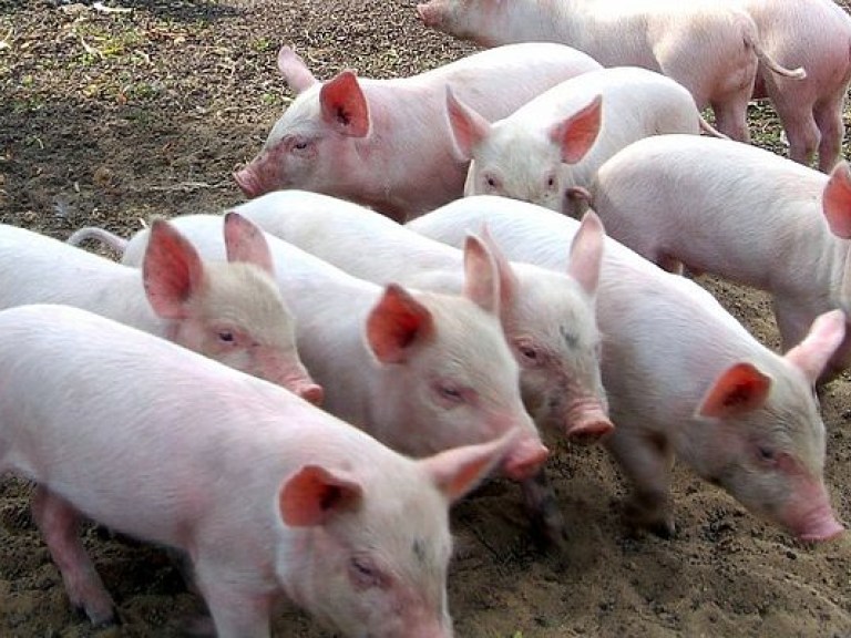 Убытки отечественного свиноводства из-за АЧС достигли 200 миллионов гривен