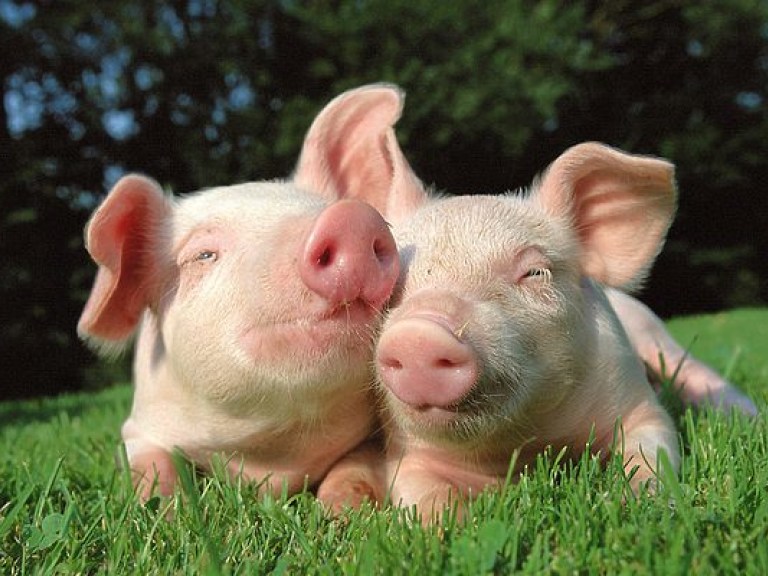 Украина за полгода почти втрое увеличила экспорт свинины