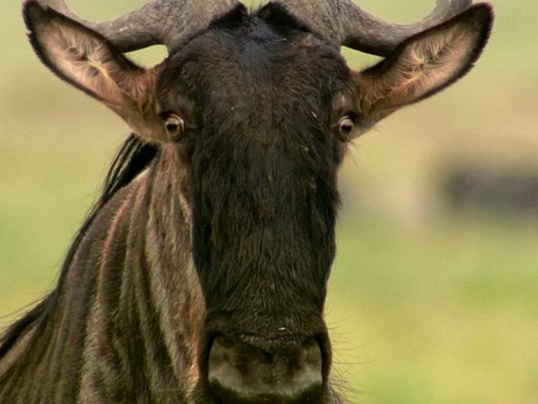 Детеныш антилопы гну пустился в погоню за авто с туристами (ВИДЕО)