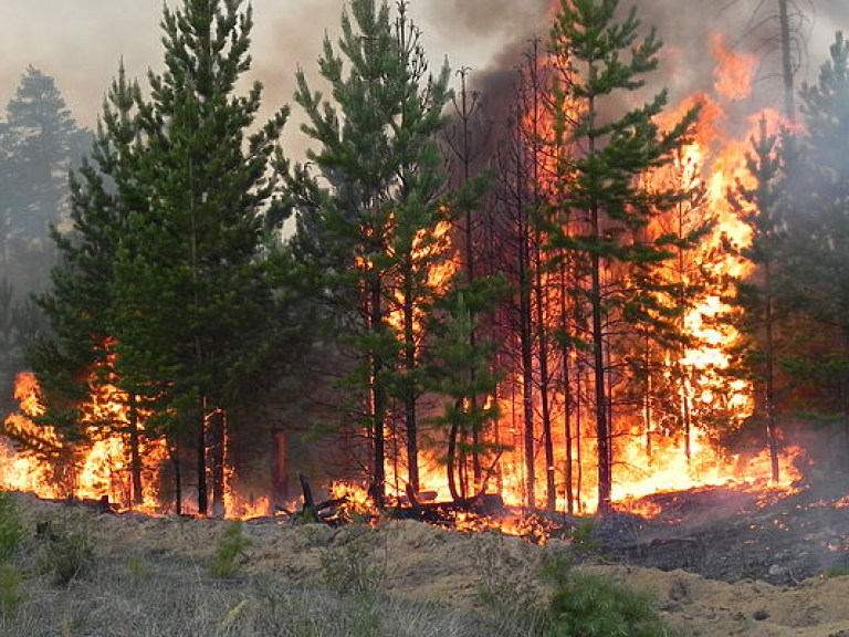 ГСЧС предупреждает о пожарной опасности в Украине 8 июля